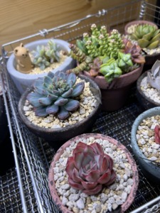 育成ライトに照らされる多肉植物