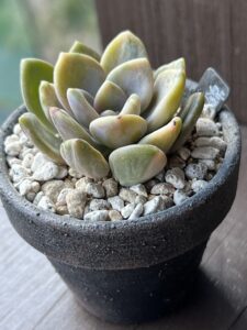 見返り美人錦(植え付け後)