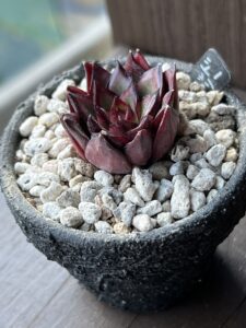 レッドポリー(植え付け後)