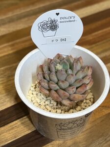 ドラ(購入時)