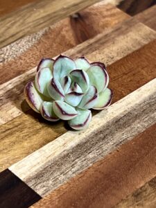 メキシコ花月夜(購入時)