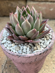 ゴールドホワイトキャンドル(植え付け後)