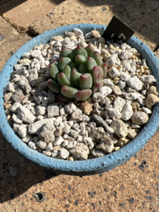 ブルーエルフ(植え付け後)