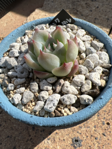 ピンククリスタル(植え付け後)