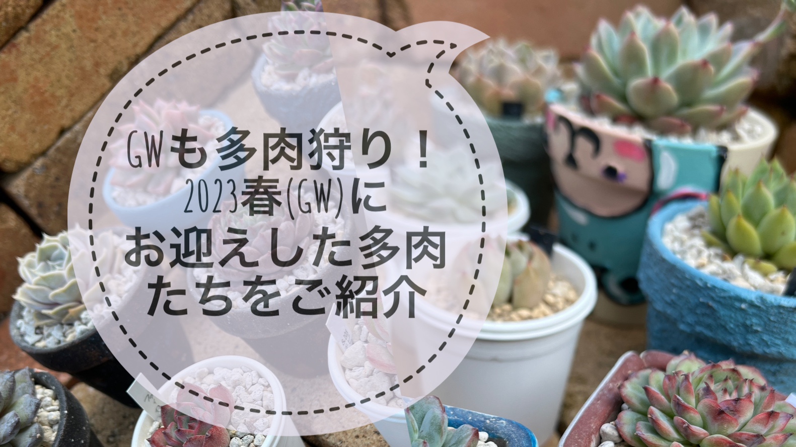 人気提案 46 ♡Glanz♡様専用 多肉植物販売会 植物/観葉植物 - www