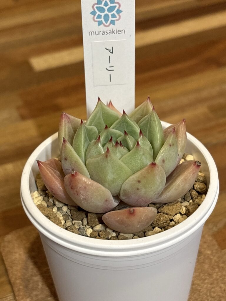 アーリー