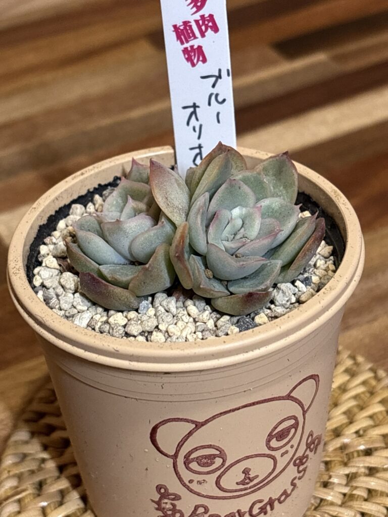 ブルーオリオン