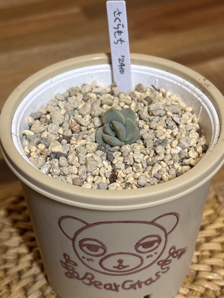 さくらもち