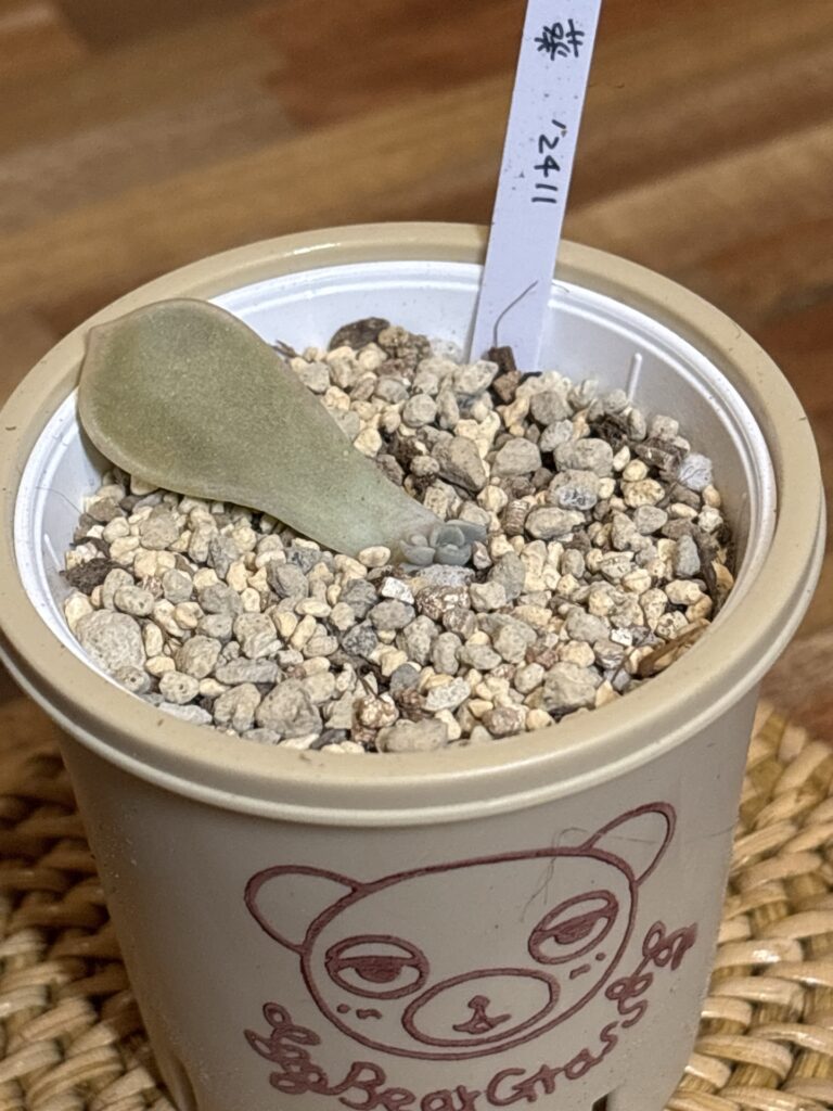 葵