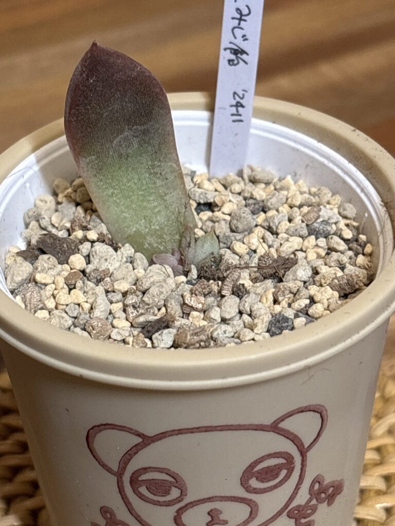 もみじ飴