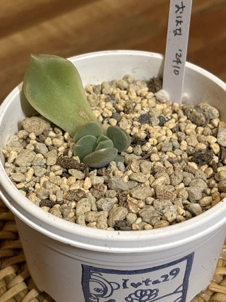 おはな
