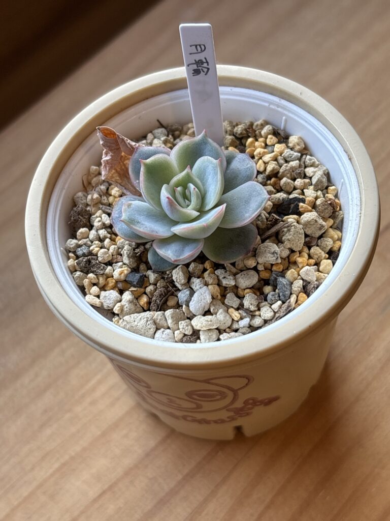 月輪