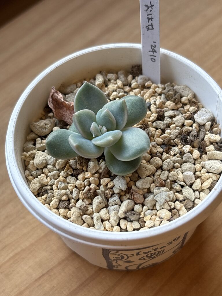 おはな