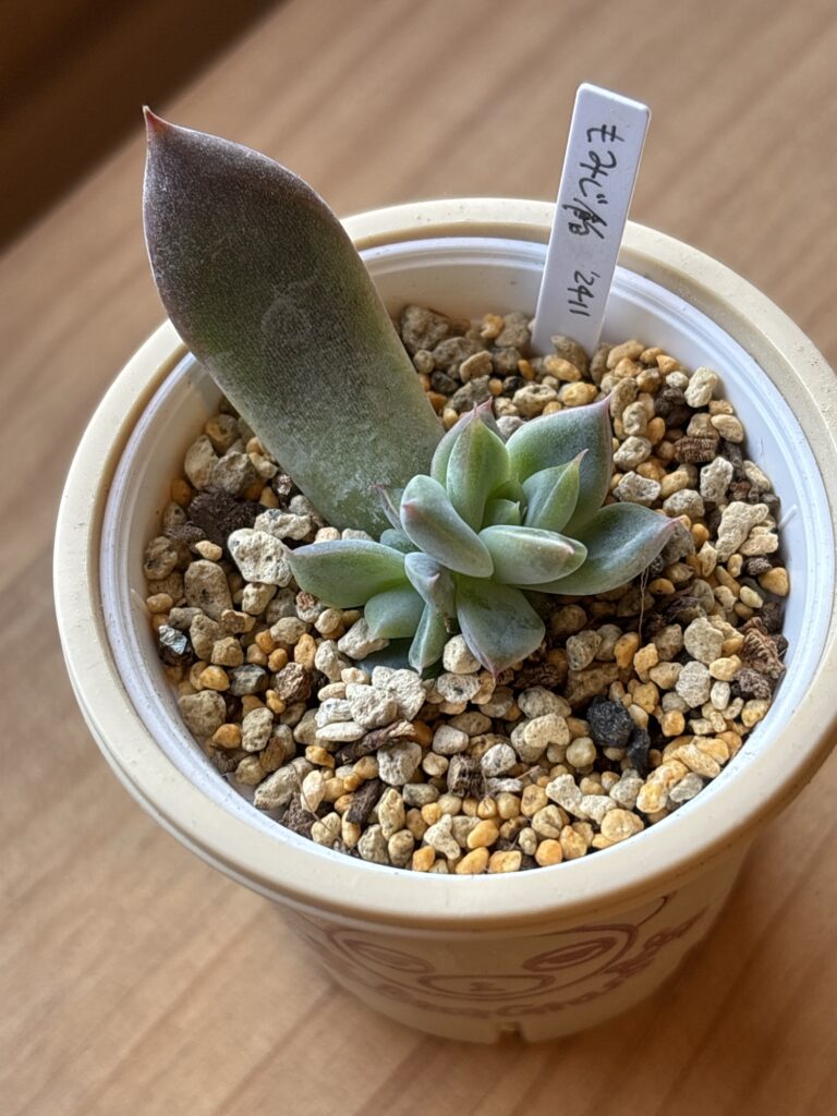 もみじ飴
