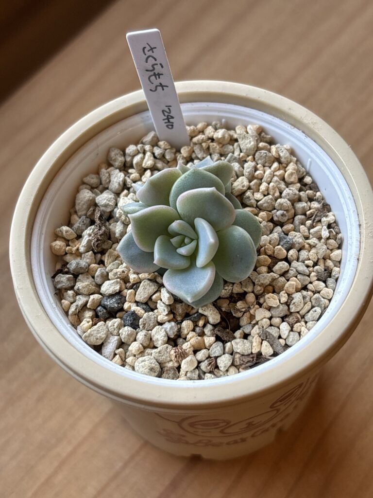 さくらもち