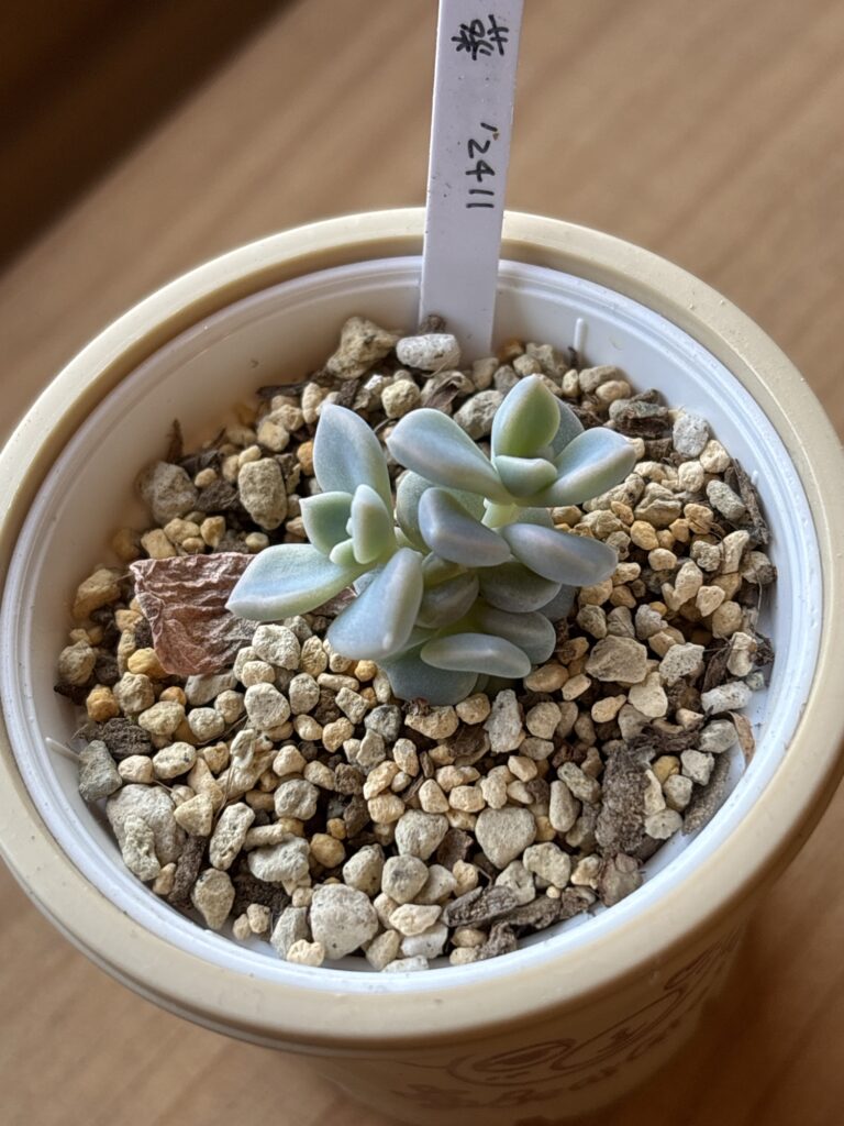 葵