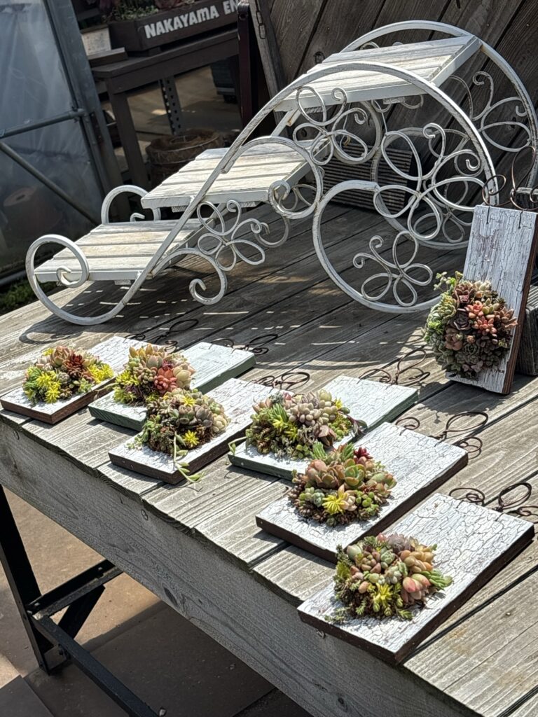 皆の寄せ植え