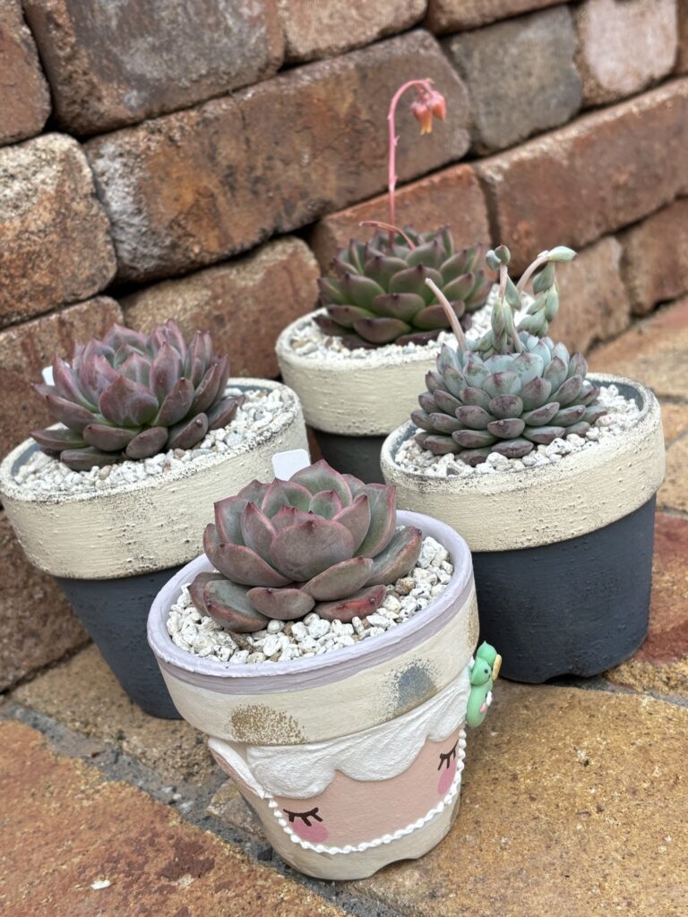 植え替え後
