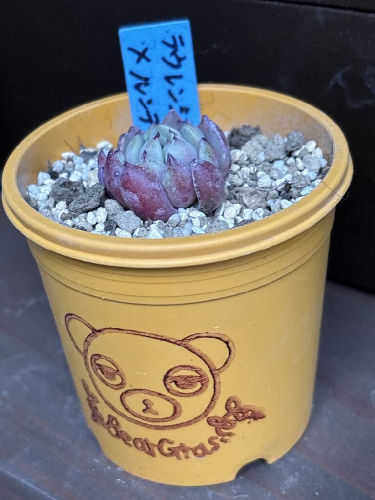 ラウレンシス×ルンデリー