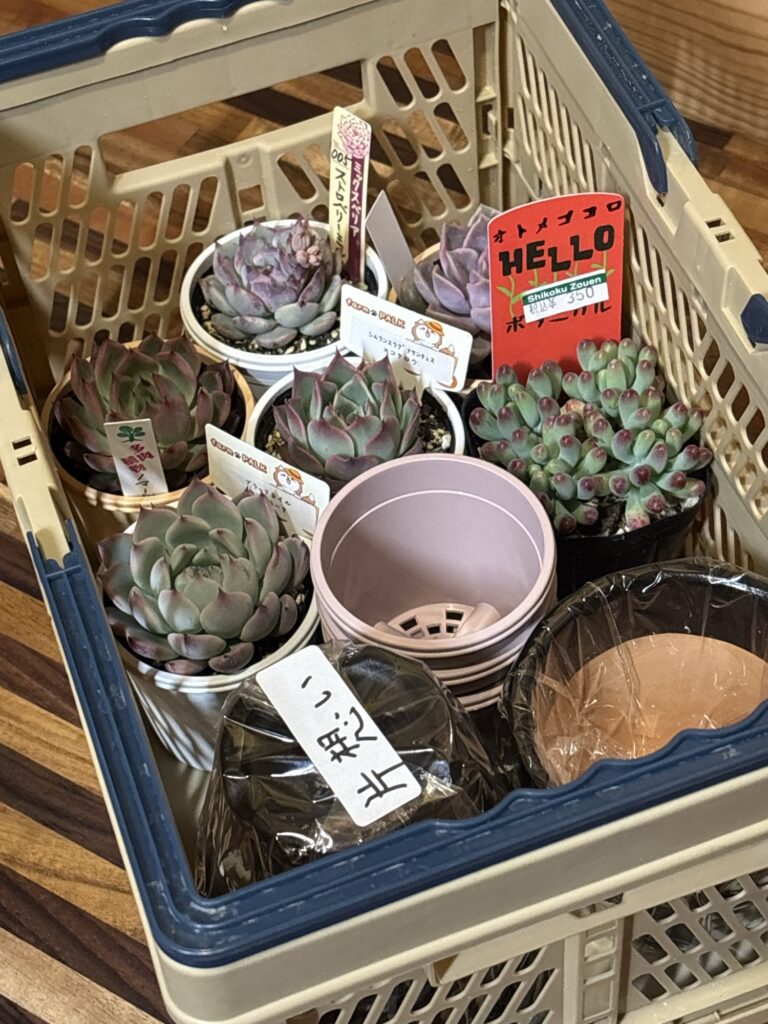 3月の購入品