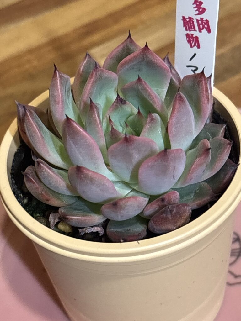 ノマード