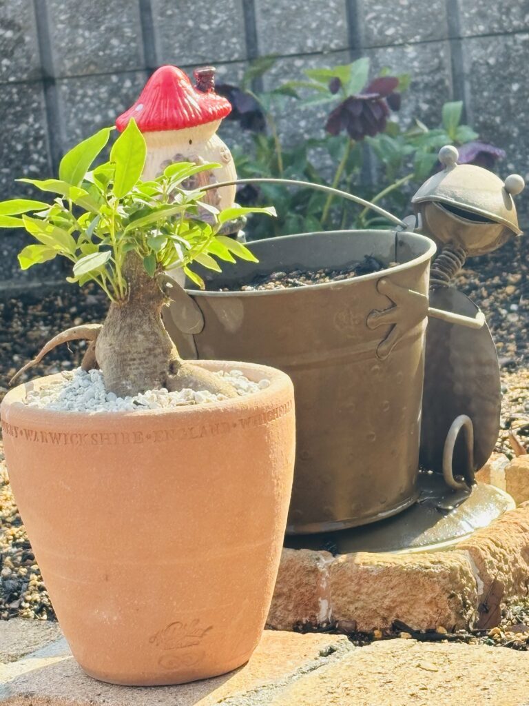 ガジュマル
