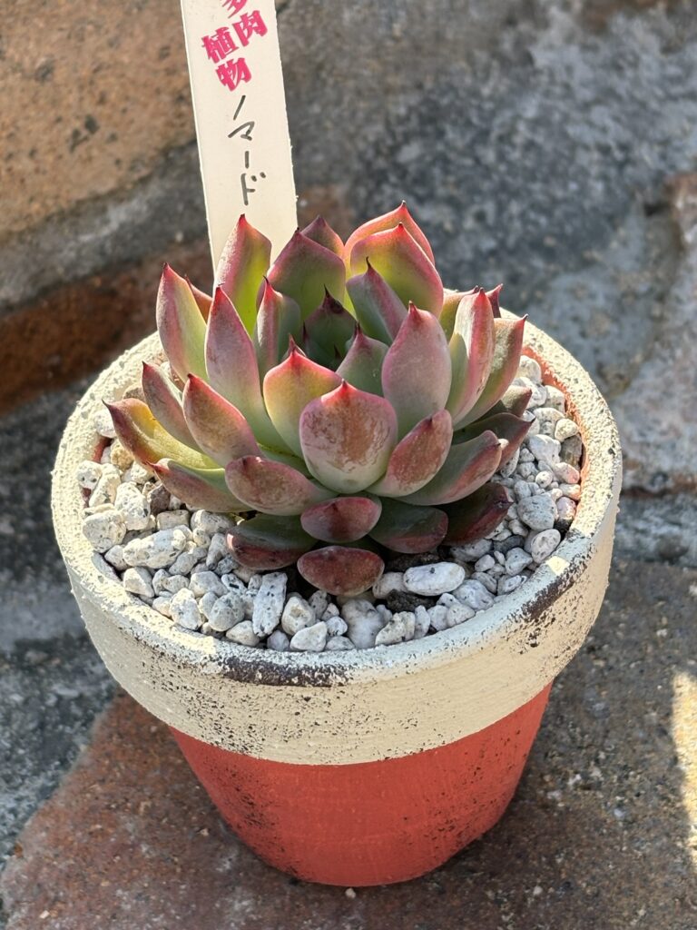 ノマード
