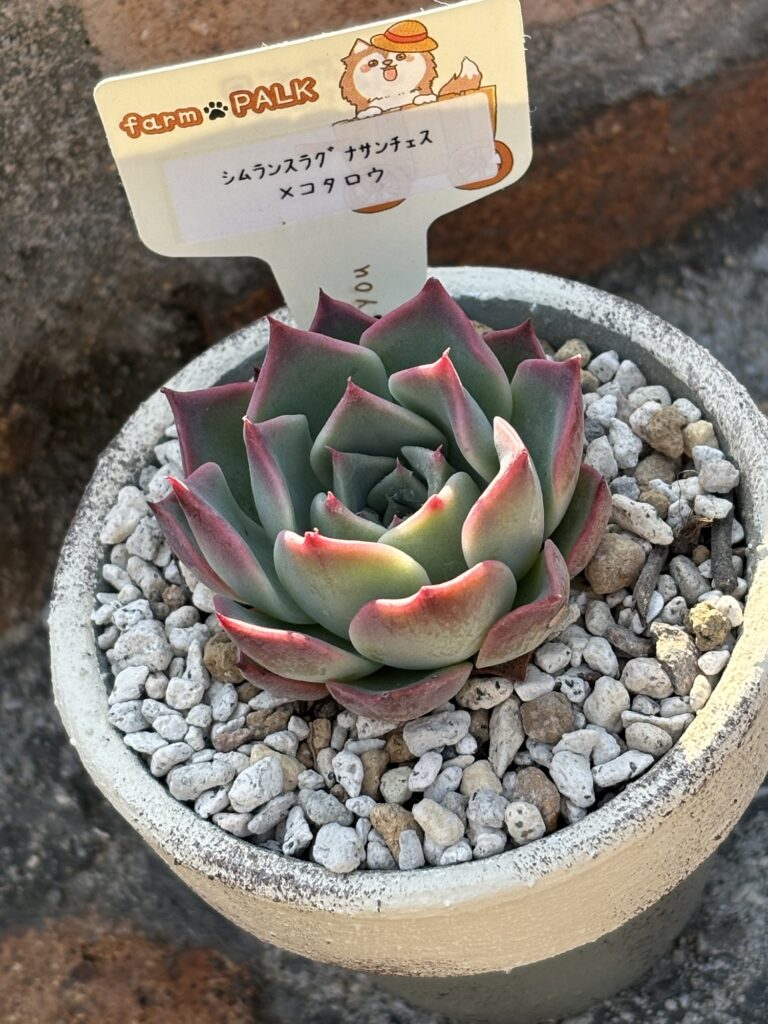 シムランスラグナサンチェス×コタロウ