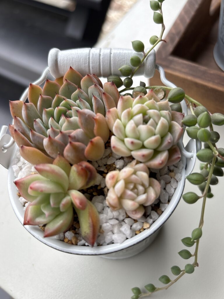 仕立て直し前