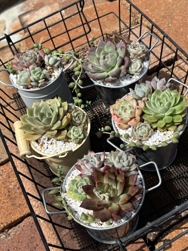 冬の間にスカスカになった寄せ植え