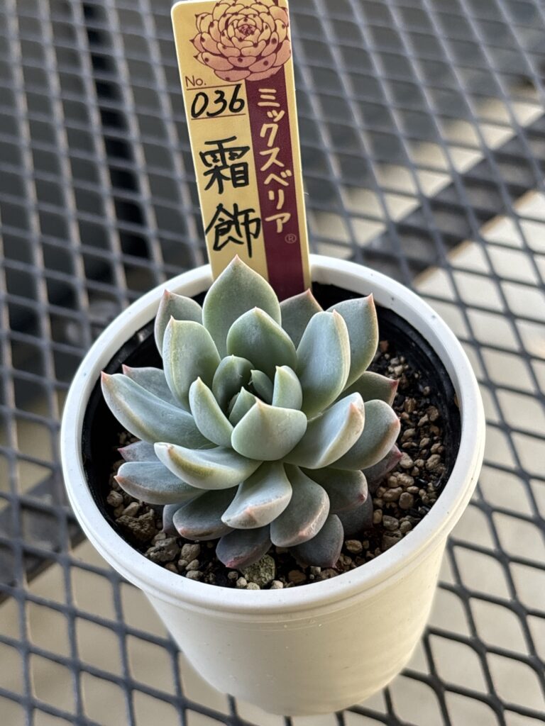 霜飾り