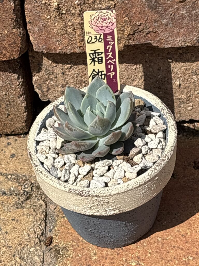 霜飾り