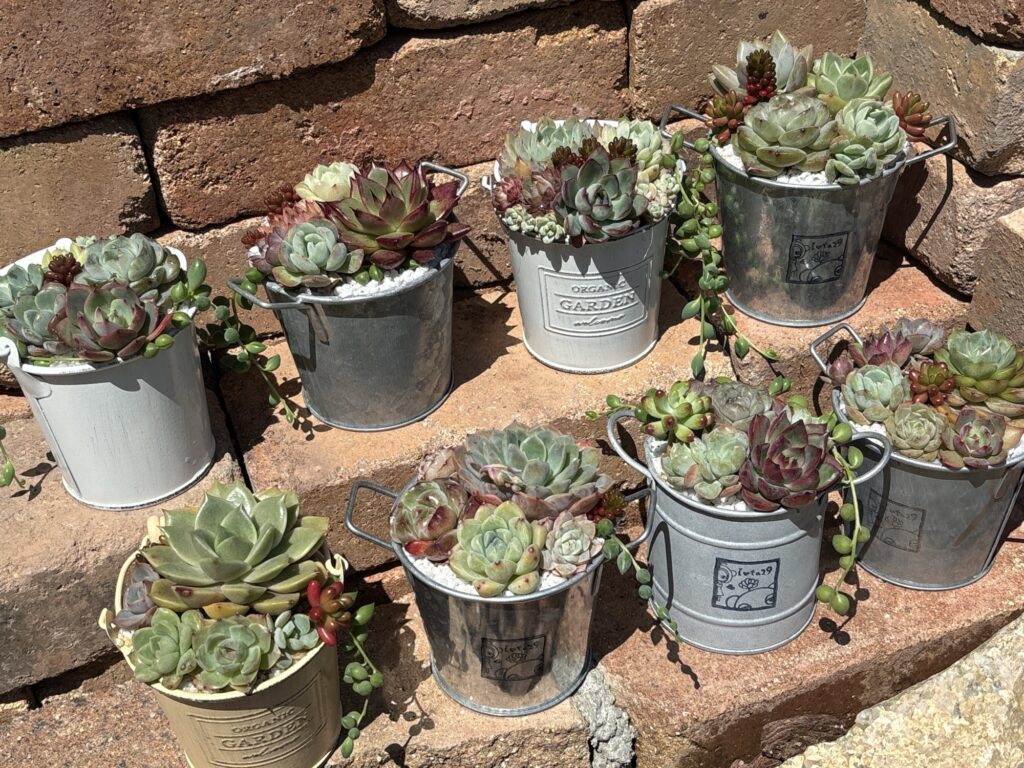 寄せ植え