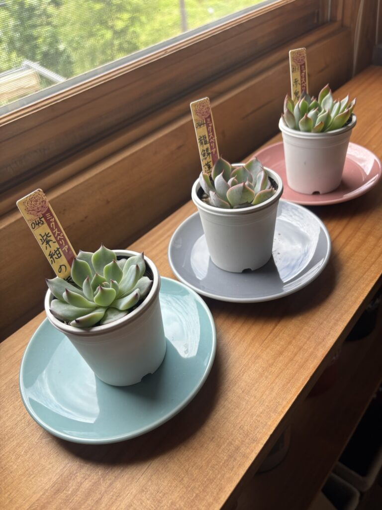 代行購入でお迎えしたミックスべリア