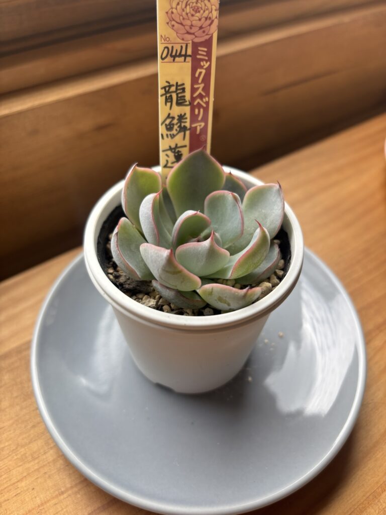 龍鱗蓮華