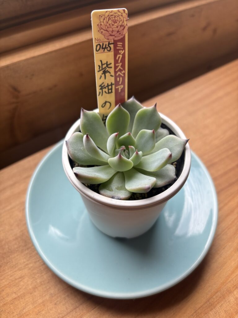 紫紺の矢