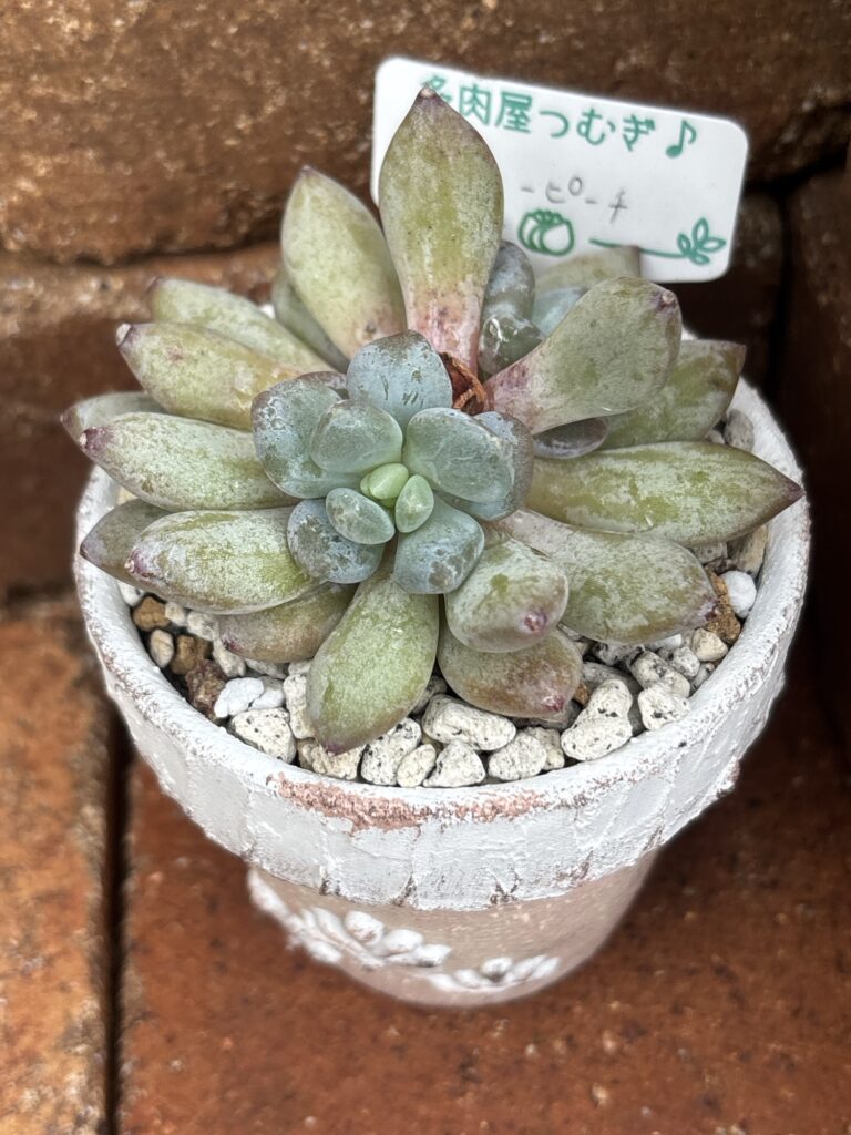 ハニーピーチ