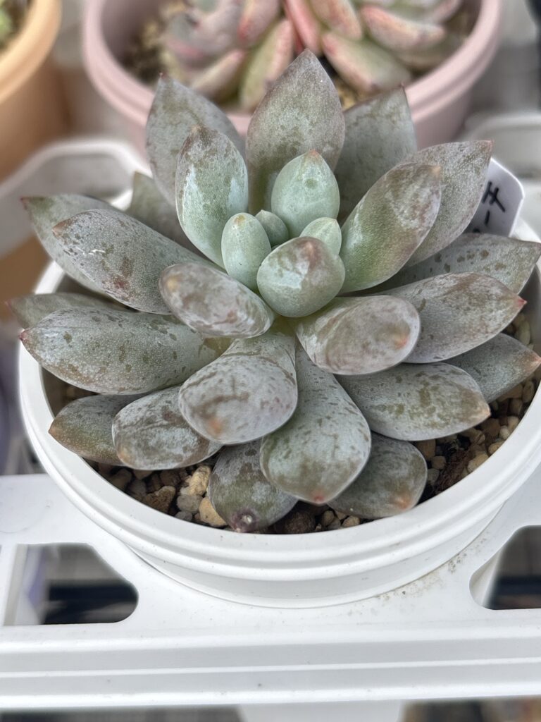 ハニーピーチ