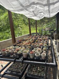 遮光後の多肉植物