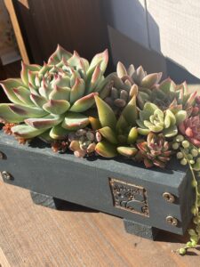 木製プランターを使用した寄せ植え