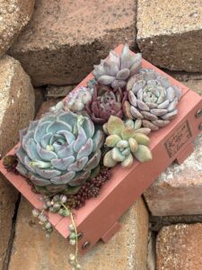 木製プランターをを使用した寄せ植え