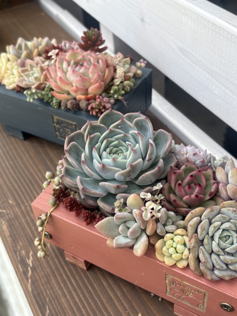 寄せ植え