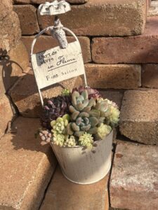 大きいバケツの寄せ植え