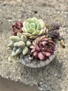 白の陶器鉢の寄せ植え