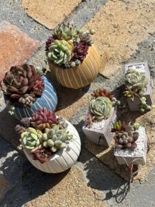 ３色の寄せ植え