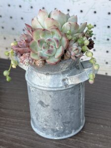ミルク缶寄せ植え