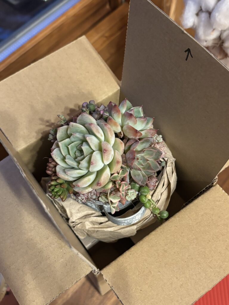 ミルク缶寄せ植えの梱包③
