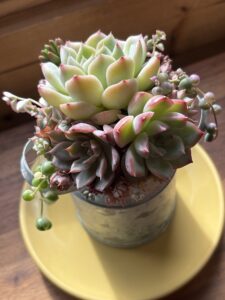 ミルク缶寄せ植え